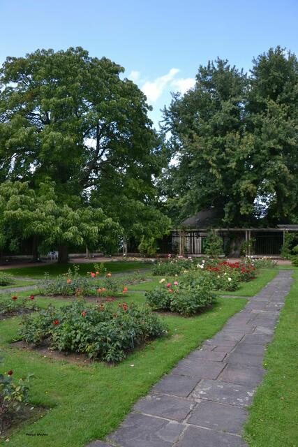 Im Rosengarten des Stadtparks Hannover (Foto: Katja Woidtke)