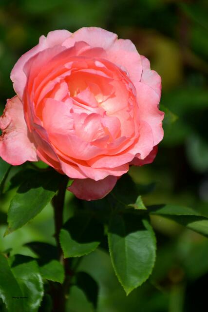 Rosenblüte im Stadtpark Hannover (Foto: Katja Woidtke)