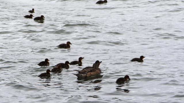 Enten am Myvatn