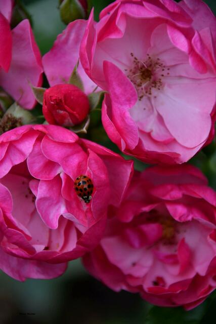 Gepunkteter Besuch des Rosengartens (Foto: Katja Woidtke)