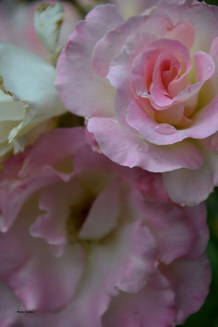 Die letzten Regentropfen setzen hübsche Akzente auf den Rosenblüten (Foto: Katja Woidtke)