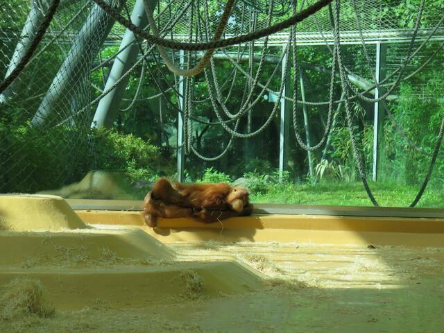 Orang-Utan
