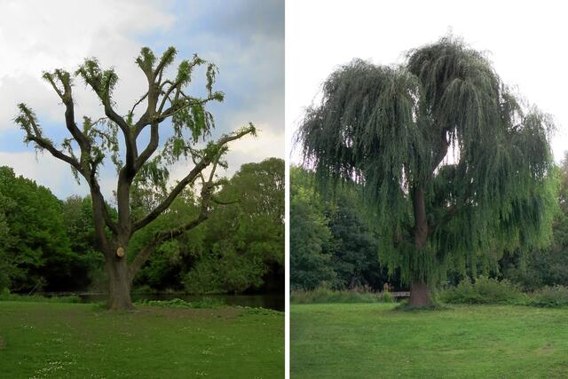 Zum Vergleich: Weidenbaum nach "Kahlschnitt" Anfang Mai 2015 ... vs. ... jetzt, Ende Juli 2015! Entgegen den ersten Vermutungen hatten die Gärtner doch Ahnung von ihrem Handwerk! ( ; - ) ))
