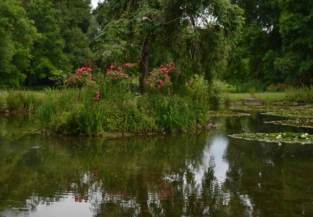 Teich mit Blumeninsel im Hinüberschen Garten (Foto: Katja Woidtke)