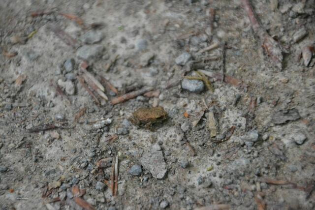 Der Hinübersche Garten ist auch eine Oase für viele verschiedene Tiere mitten in der Stadt. Hier hüpfte uns eine junge Erdkröte vor die Füße. (Foto: Katja Woidtke)