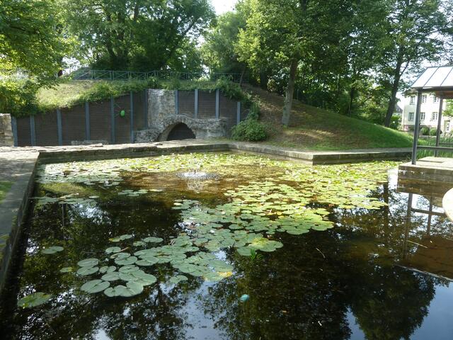 Ein Teich mit Seerosen.