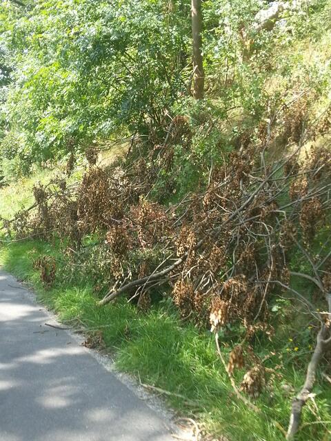 ...vielleicht werden die Sträucher schneller Humus als weggeräumt