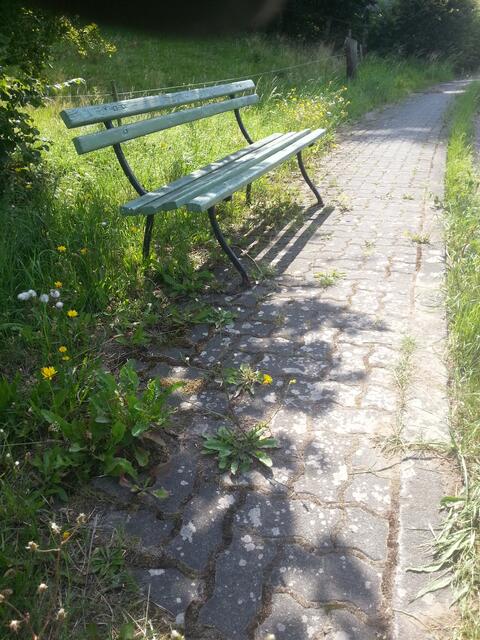 die Bank ist in Ordnung, der Gehweg wächst derweil zu...