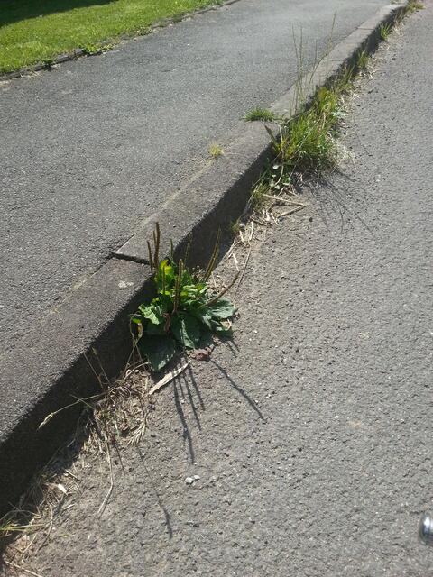 in zwei bis drei Jahren stellt man fest, das die Strasse komplett erneuert werden muß, da irgendwie Risse entstanden sind....