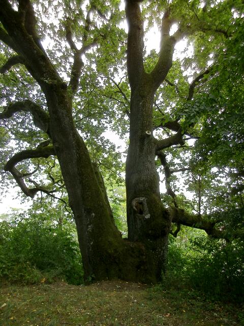 Der Doppelstamm der Jahrhunderte alten Kirchberg-Eiche