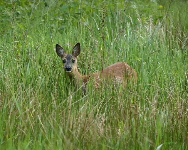 Nur wenige Meter von der Würmseegaststätte entfernt, stand die Ricke friedlich äsend, auf einem von Bäumen und Büschen umgebenen Gelände, versteckt im hohen Gras.