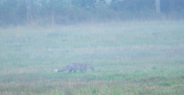 Der Rotfuchs, ist schon im Nebel auf der Jagd