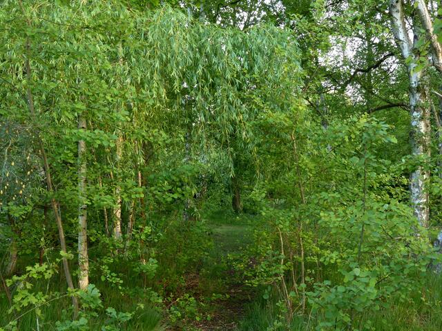 Wild, urwüchsig und verwachsen zeigen sich derzeit stellenweise die Wege rund um den Würmsee.