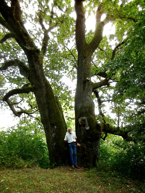 Wie mächtig der Stamm ist, zeigt ein Größenvergleich mit dem Bürgerreporter