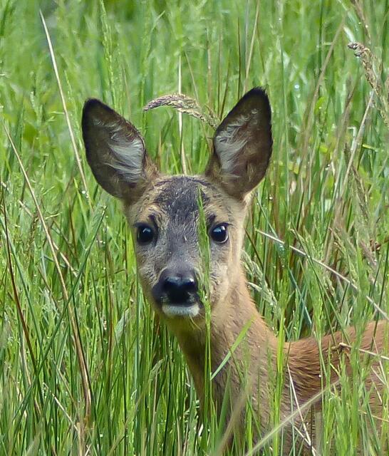 Auge in Auge mit dem Reh am Würmsee. Wer es live erleben möchte, kann unter folgendem Link eine kleine Filmsequenz sehen, siehe: https://www.youtube.com/watch?v=sD6N7JM_UBE