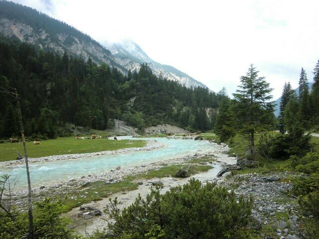 Wild und grün ist die Isar in ihrem Quellgebiet bei Scharnitz (Österreich) am Hang des Karwendelgebirges.