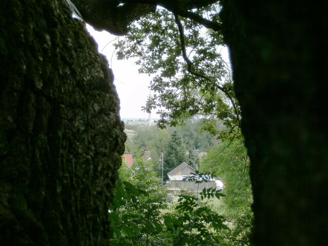 Blick durch den Doppelstamm ins Schmuttertal