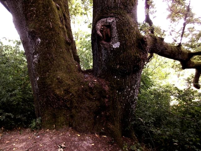 Der Doppelstamm im Detail