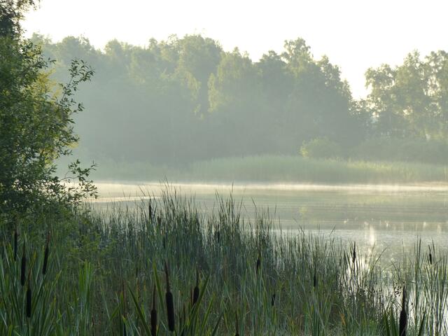 Tageserwachen am Würmsee. Ein Nebelschleier schwebt über dem Wasser.