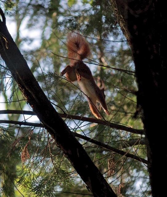 An einem ganz besonderen Ort! Ein Eichhörnchen auf dem Sprung... Es sagt TSCHÜSS bis zum nächsten Besuch...! Doch wir sehen uns wieder...keine Frage!