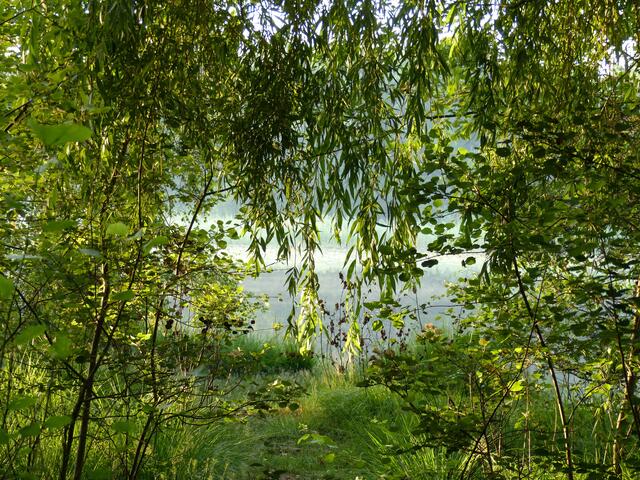 Durch einem Blättervorhang erahnen wir den vom Morgennebel bedeckten See.