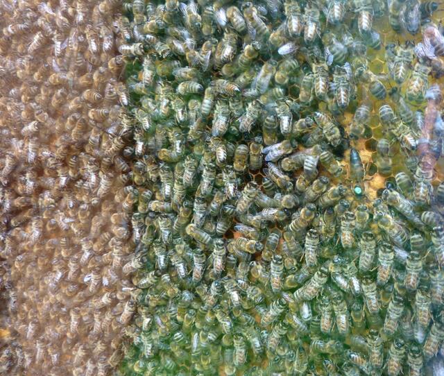 Die Bienenkönigin ist mit einem türkisen Farbfleck auf dem eine Nummer steht markiert.