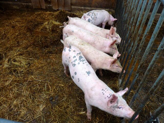 Die Schweine sind neugierig.