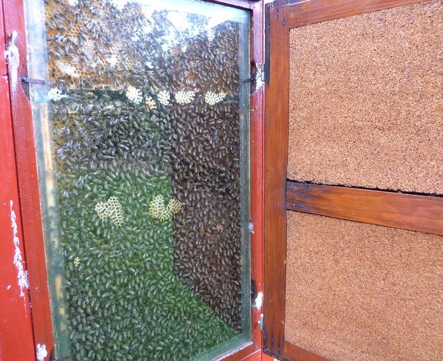Die Türen werden für Beobachtungszwecke geöffnet. Hinter Glas können die Bienen betrachtet werden.