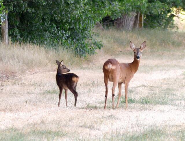 An einem sehr heißen Sommerabend sorgte die hübsche Ricke mit ihrem Kitz - nahe meiner Lieblingswiese - für eine "behutsame Spontanbremsung" mit dem Rad. Die Kamera - stets griffbereit im Fahrradkorb - erlaubte diese Momentaufnahme. Das Kitz hat augenscheinlich den Beobachter nicht entdeckt, behält aber das Muttertier und ihr Verhalten im Auge.