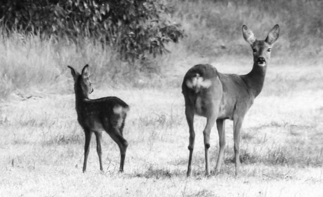Eine Szene, die auch ohne Farben auskommt! Mutter und Kind ...ein schönes Duo auch in Schwarzweiß. Aufmerksame Ricke mit abgelenktem Kitz.