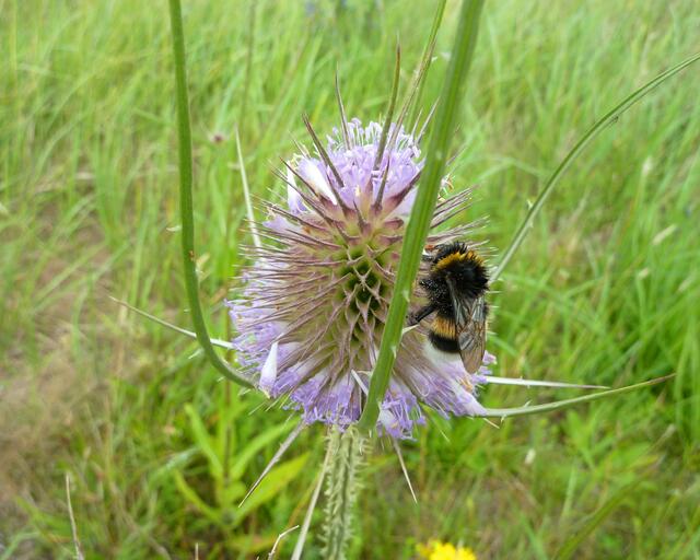 Hummel auf wilder Karde