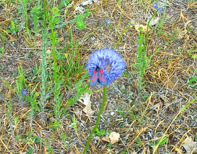 Dank seiner roten Flecken kann man ihn auf der blauen Blüte erkennen.