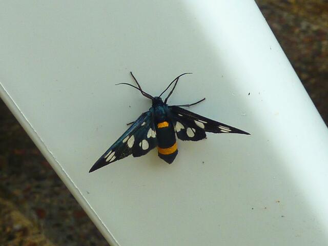 Dieses tolle Insekt ist mir zum ersten Mal begegnet.