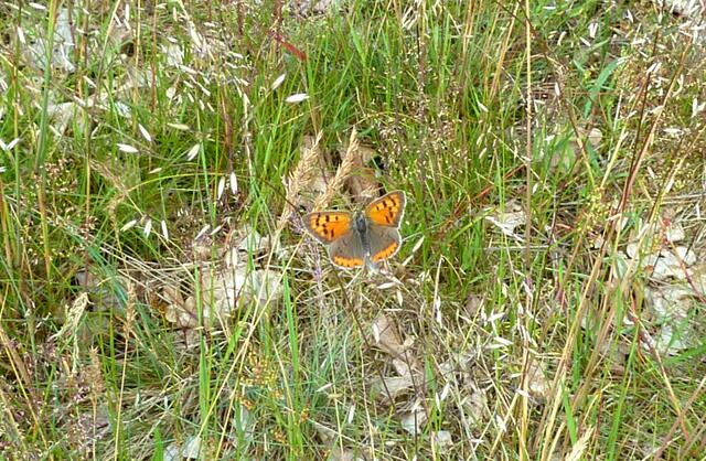 Er leuchtet aus dem Gras hervor.