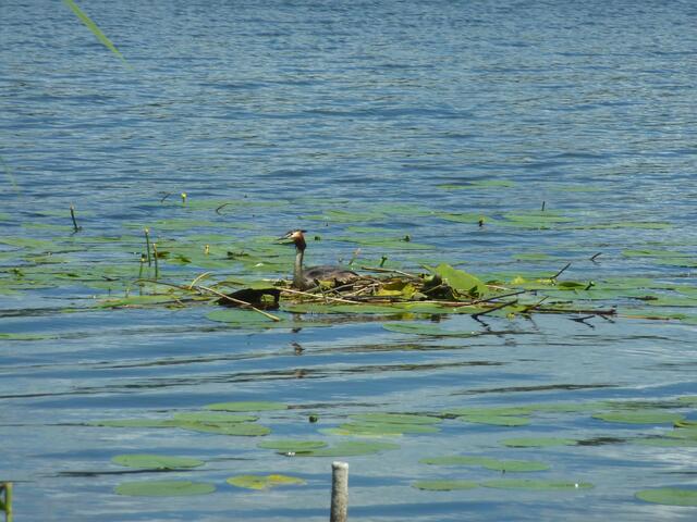 Haubentaucher auf seinem Nest