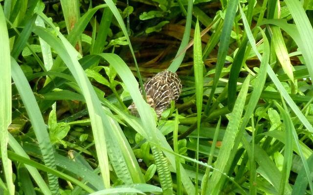 Ein Küken versteckt sich am Wietzeufer. Ist es eine Wasserralle?