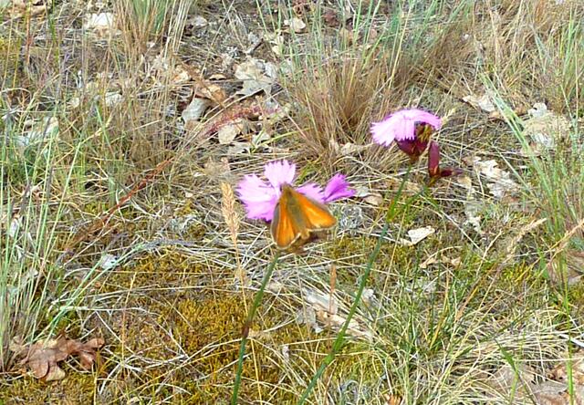 Noch ein farbenprächtiger Schmetterling
