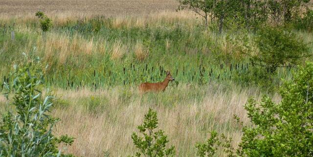 Ein Reh kommt am Wietze-Aussichtsturm vorbei.