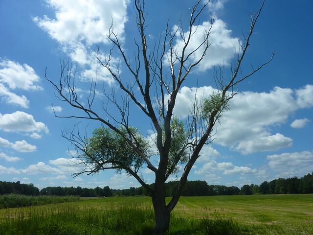 Schöner Baum am See