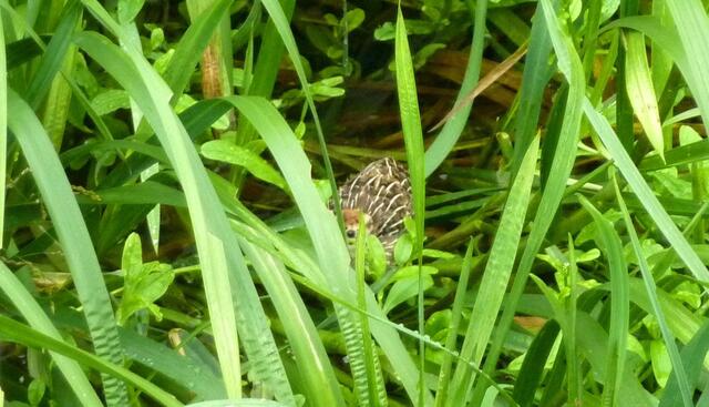 Hier sieht man ihr Auge.