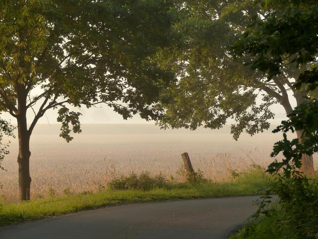 Was erwartet mich hinter der Kurve an diesem frühen Morgen im Nebel?