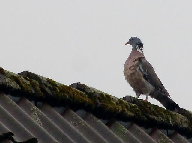 Mist, jetzt is´se doch abgehauen .......