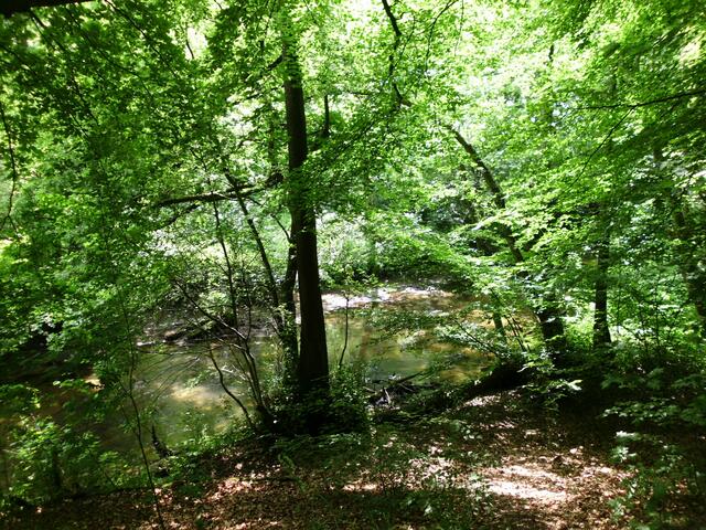 Die Bille im Sachsenwald