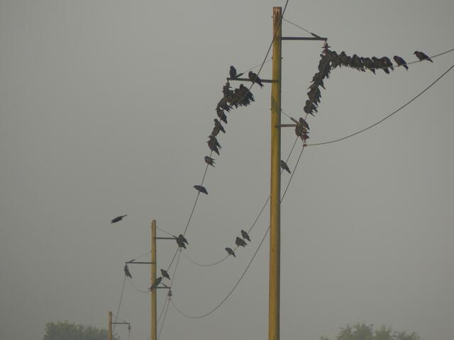 Die Vogel-Versammlung an der Biogasanlage.