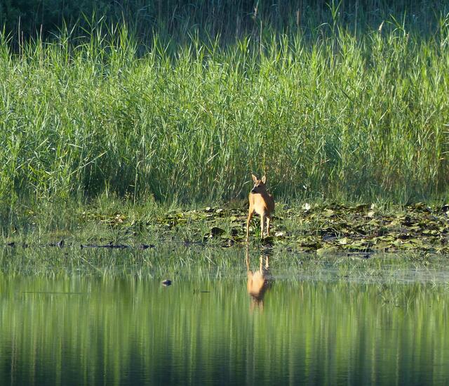 Er hat den Seerosenteppich erreicht. Weit ragen die Pflanzen an ihren langen Stengeln aus dem niedrigen Wasser heraus.