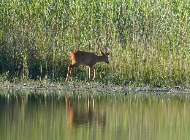 WÜRMSEEIDYLLE - AN EINEM ANDEREN MORGEN! Dieses Mal ist es ein Rehbock, den ich beobachten konnte. Er wandert am Uferrand des Würmsees entlang. Sein Ziel sind die Seerosen.