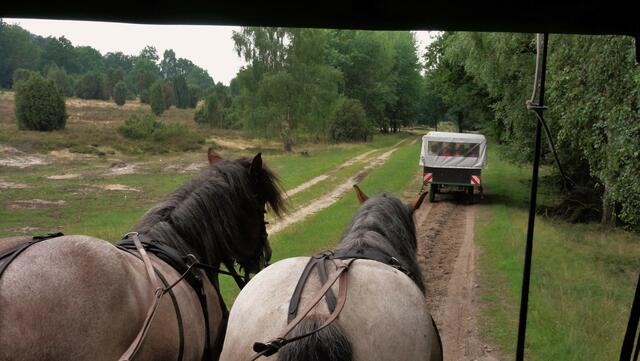 Kaltblüter gewählt!