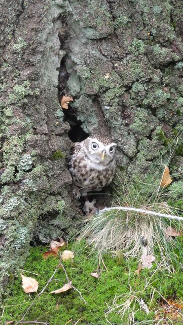 das Kleine versteckt sich gerne