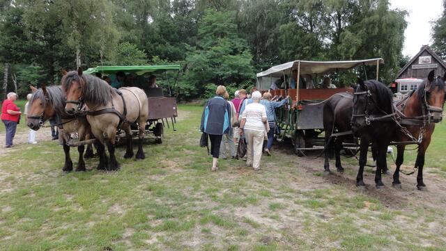 nehmen wir die Kaltblüter oder die "mageren Pferde"