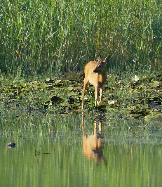 Es schnupperte wählerisch herum... Dann wurden zwei Seerosenblätter ausgesucht und genüsslich verspeist. In größeren Mengen sollte er sie nicht fressen. Laut Giftpflanzendatenbank sind alle Pflanzenteile der Seerose und auch der Teichrose giftig. Wenn größere Mengen gefressen werden, kann das zu Atemlähmung und Erregungszuständen führen! Anschließend ging der Rehbock den Weg den gekommen war gemächlich zurück um sich alsbald zwischen den Uferpflanzen meinem Sichtfeld zu entziehen.
